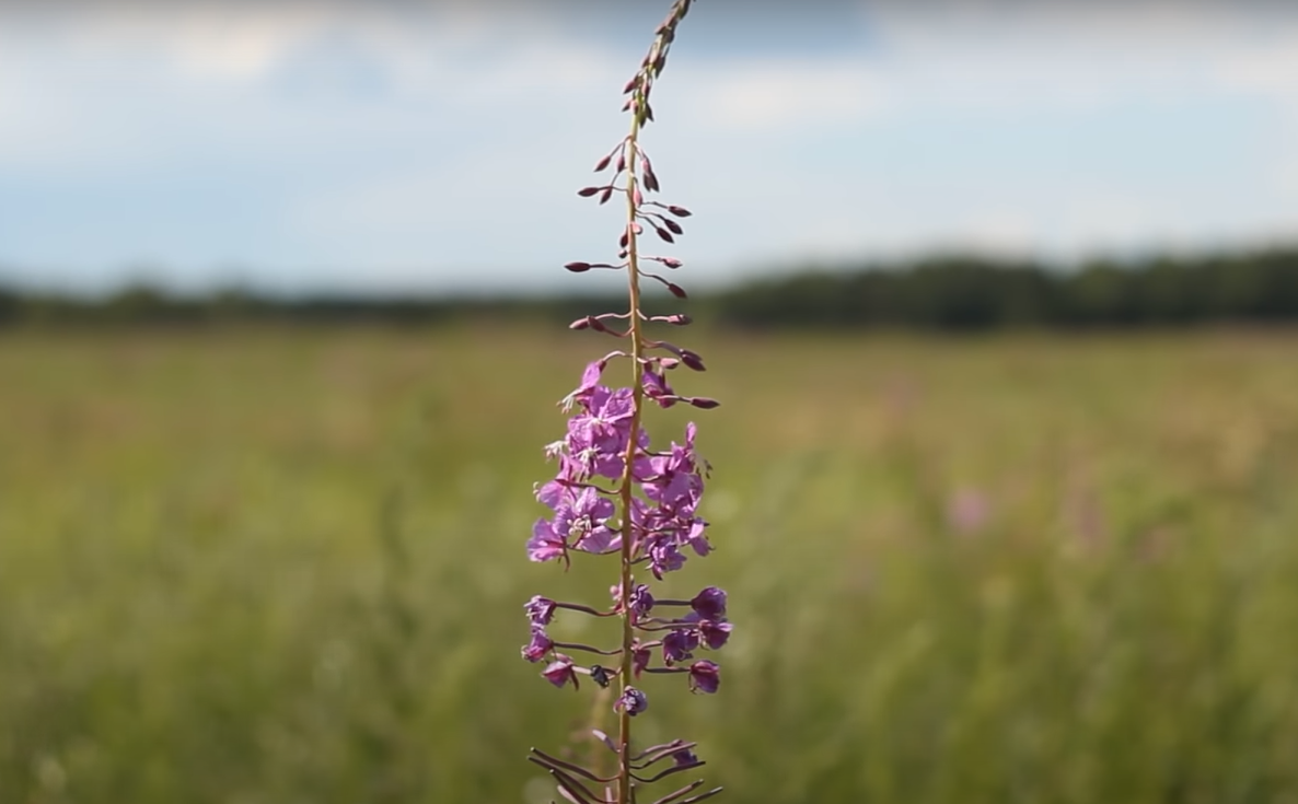 Фото с канала «Игорь Лесник»