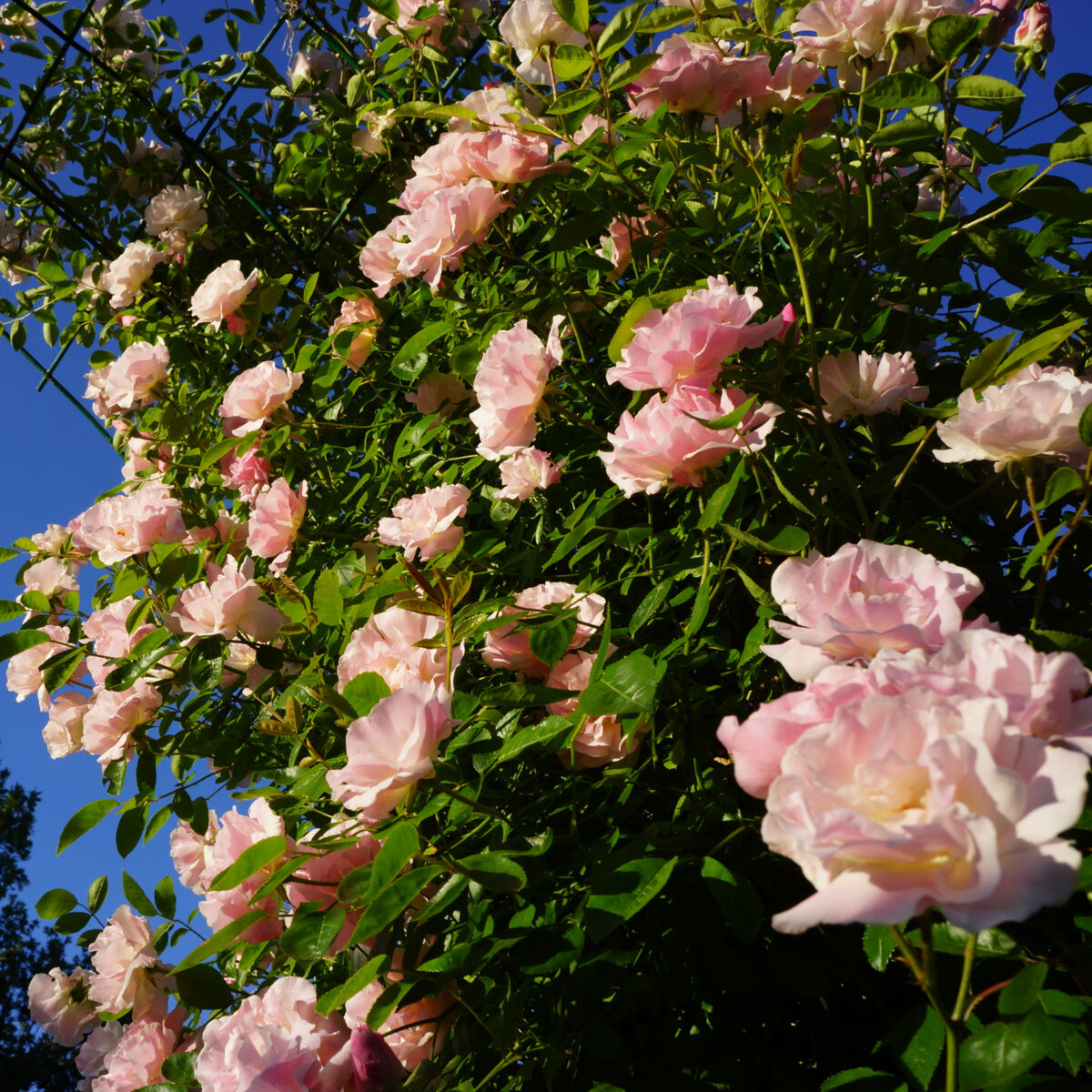 Таузендшён