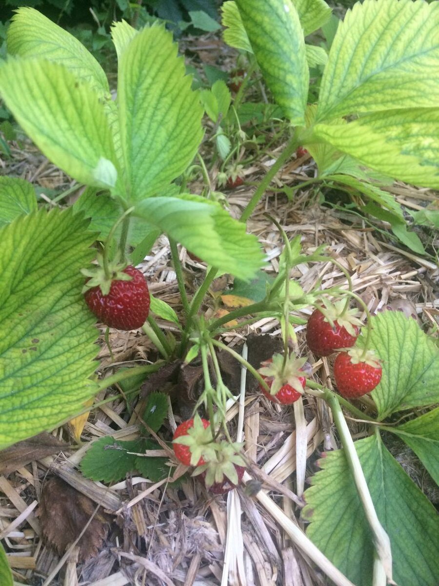 Внимательно смотрите на листья и сами ягоды, долгоносик может быть незаметен на первых стадиях