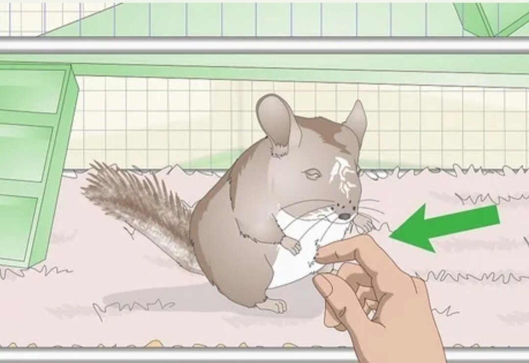 Обратите внимание на вздутый и болезненный на ощупь живот. Вы, вероятно, заметите, что живот  выпячен наружу. Кожа будет казаться тонкой и натянутой на ощупь.  Если она уклониться, когда вы попытаетесь нежно потереть ее живот, это означает, что ей больно. Из-за этого весь живот может казаться вздутым,  шишка может появиться только в одной части кишечника.