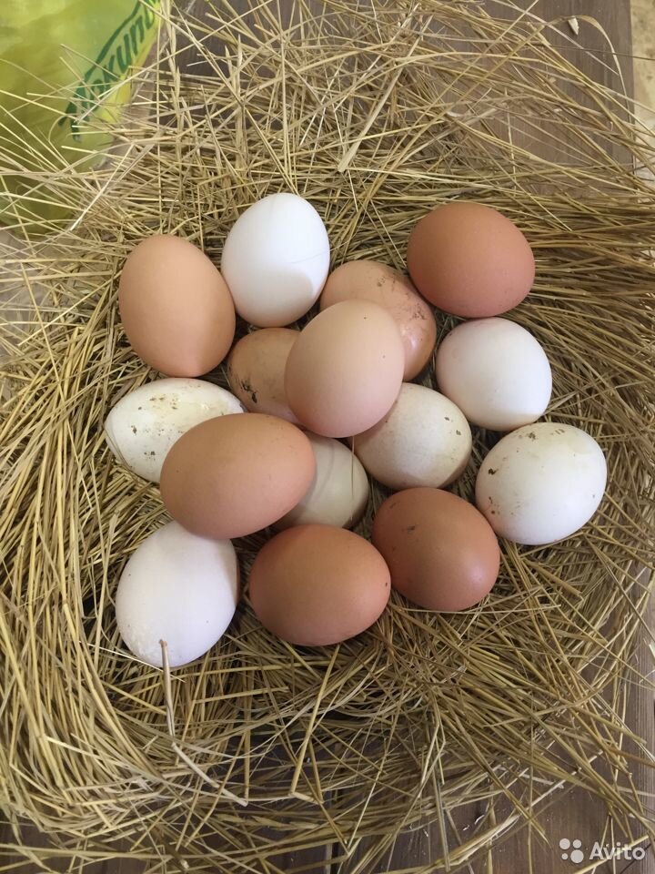 Яйца на инкубацию.... 