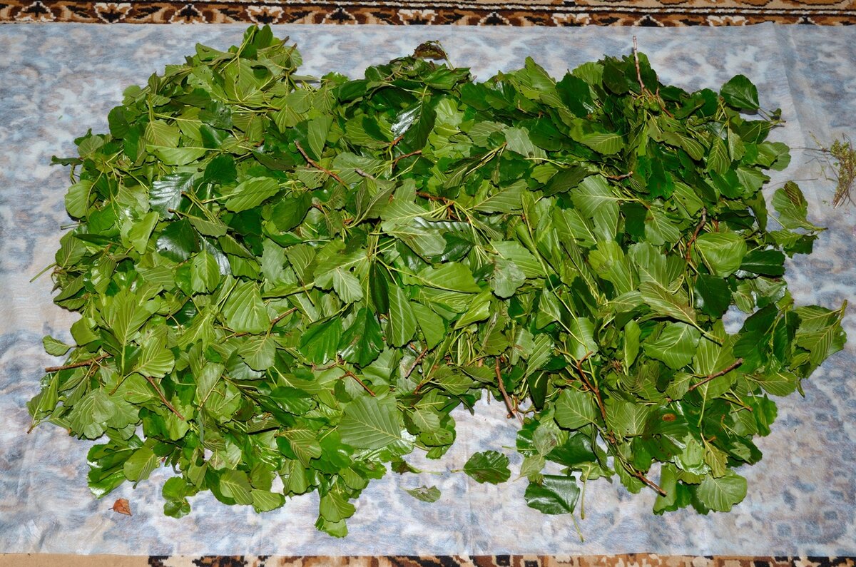 Чай из листьев земляники. Какие листья можно ферментировать. Какие листья можно ферментировать. Копорский чай приготовление. Лечебные свойства ферментированный лист березы.