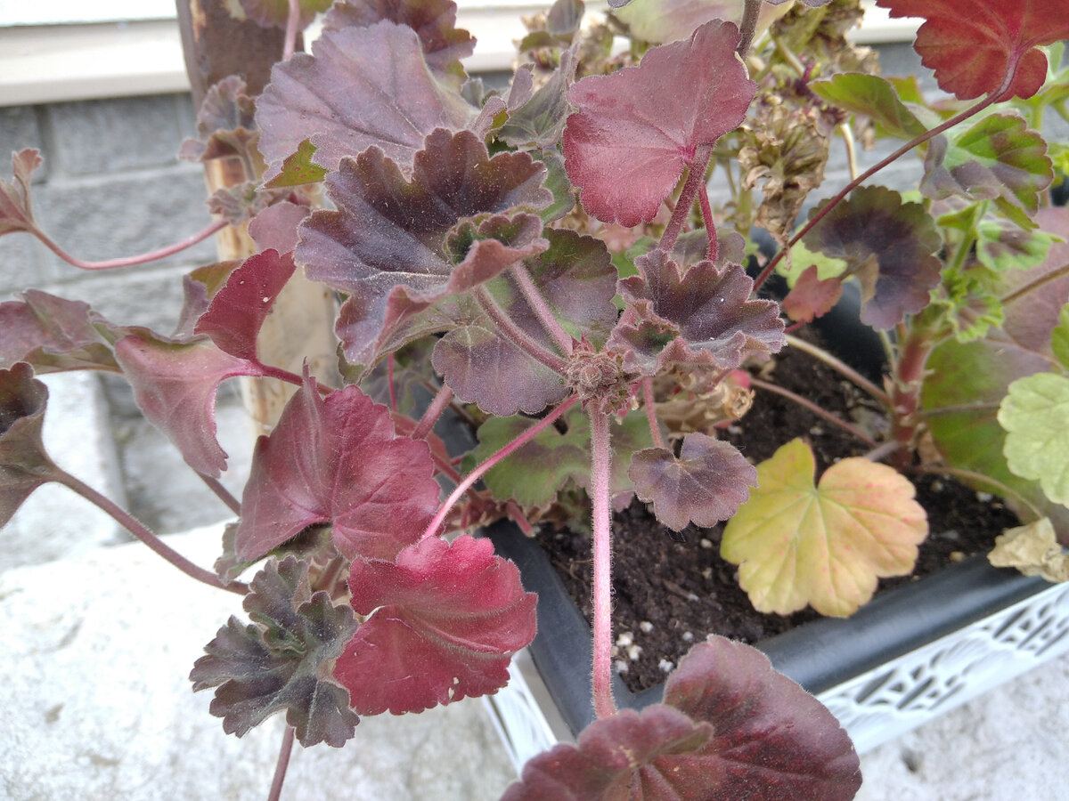 Листья у этой пеларгонии и так темные, а тут совсем свекольный цвет. 