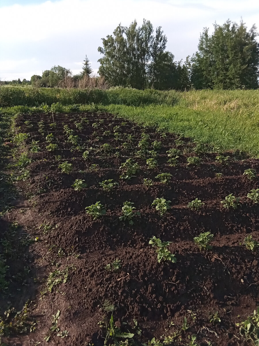 Мой картофан :-))) Сажала его одна. Даже не знаю хватит ли его на зиму. 