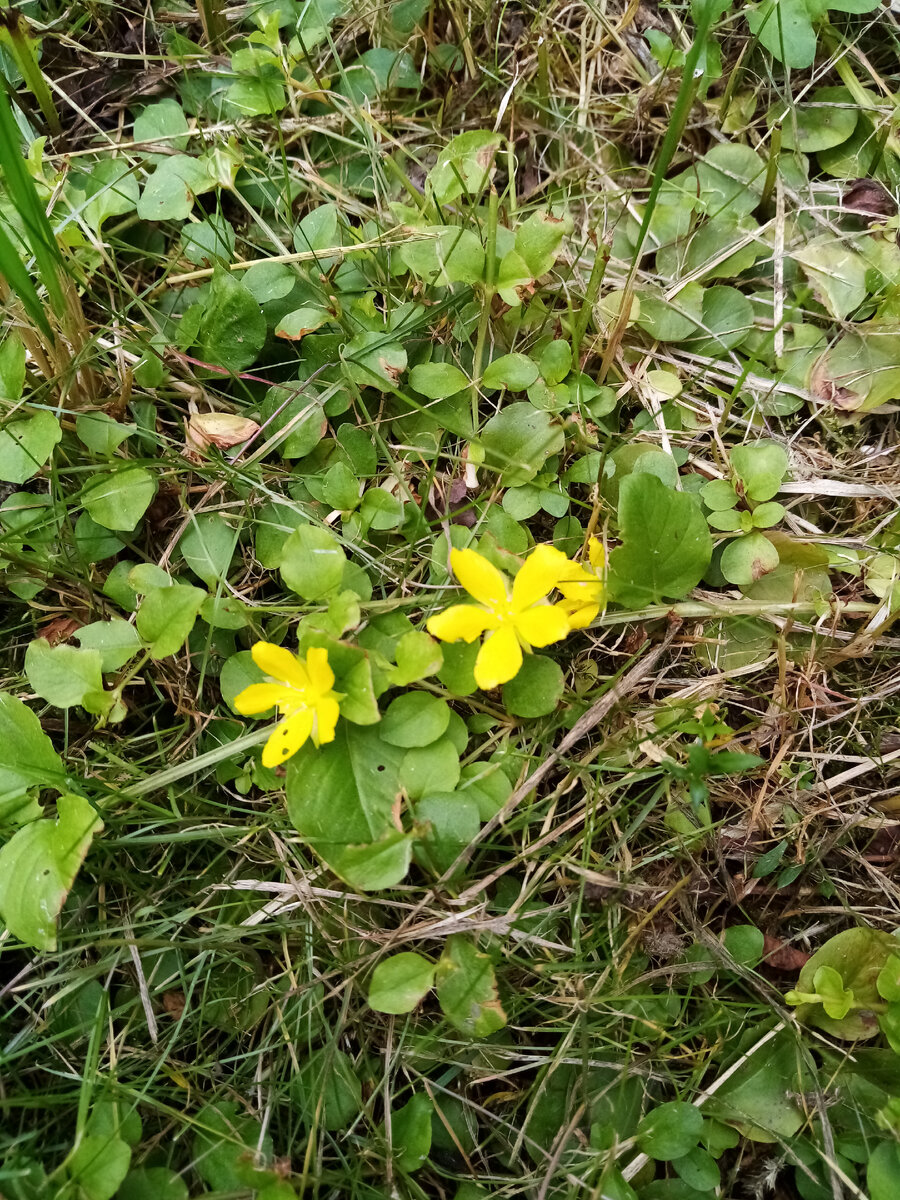 Калужница болотная