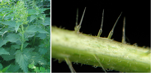 Листья и стебли крапивы покрыты тонкими твердыми волосками, внутри которых содержится муравьиная кислота.