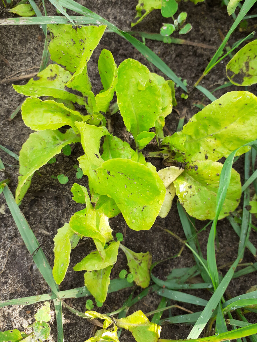 После ливня листья салата запорошены землей. Отсутствием влаги они точно не страдают. Сильные дожди идут практически каждый день
