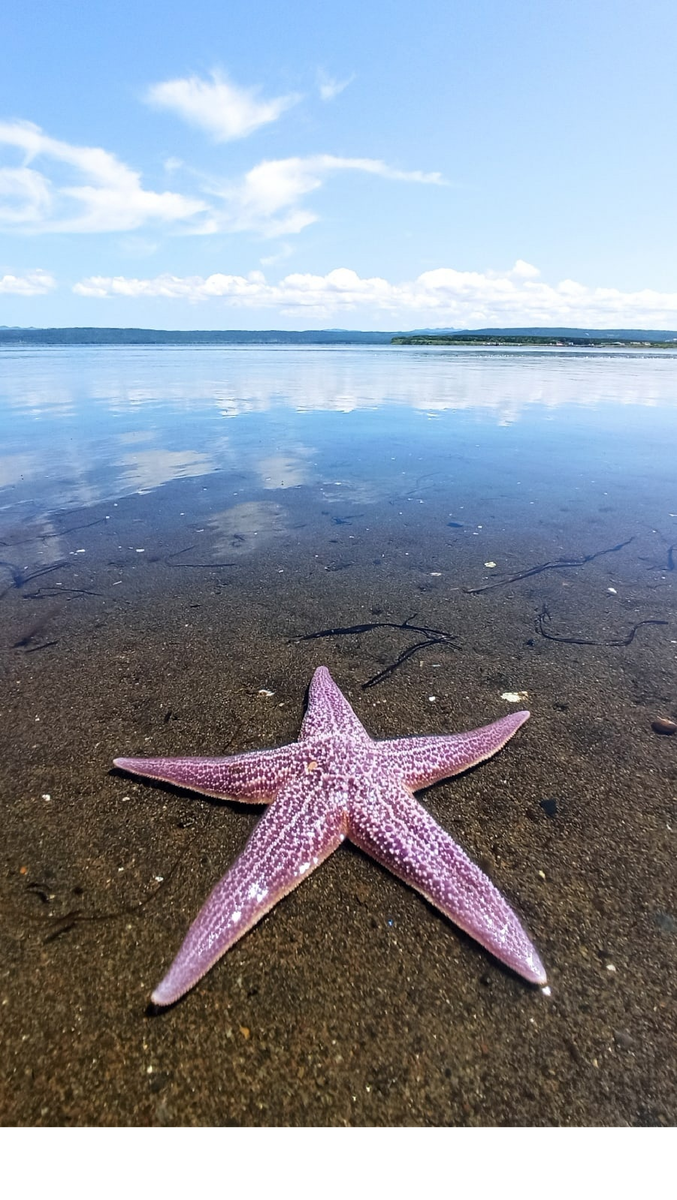 Морская звезда на дне озера во время отлива.