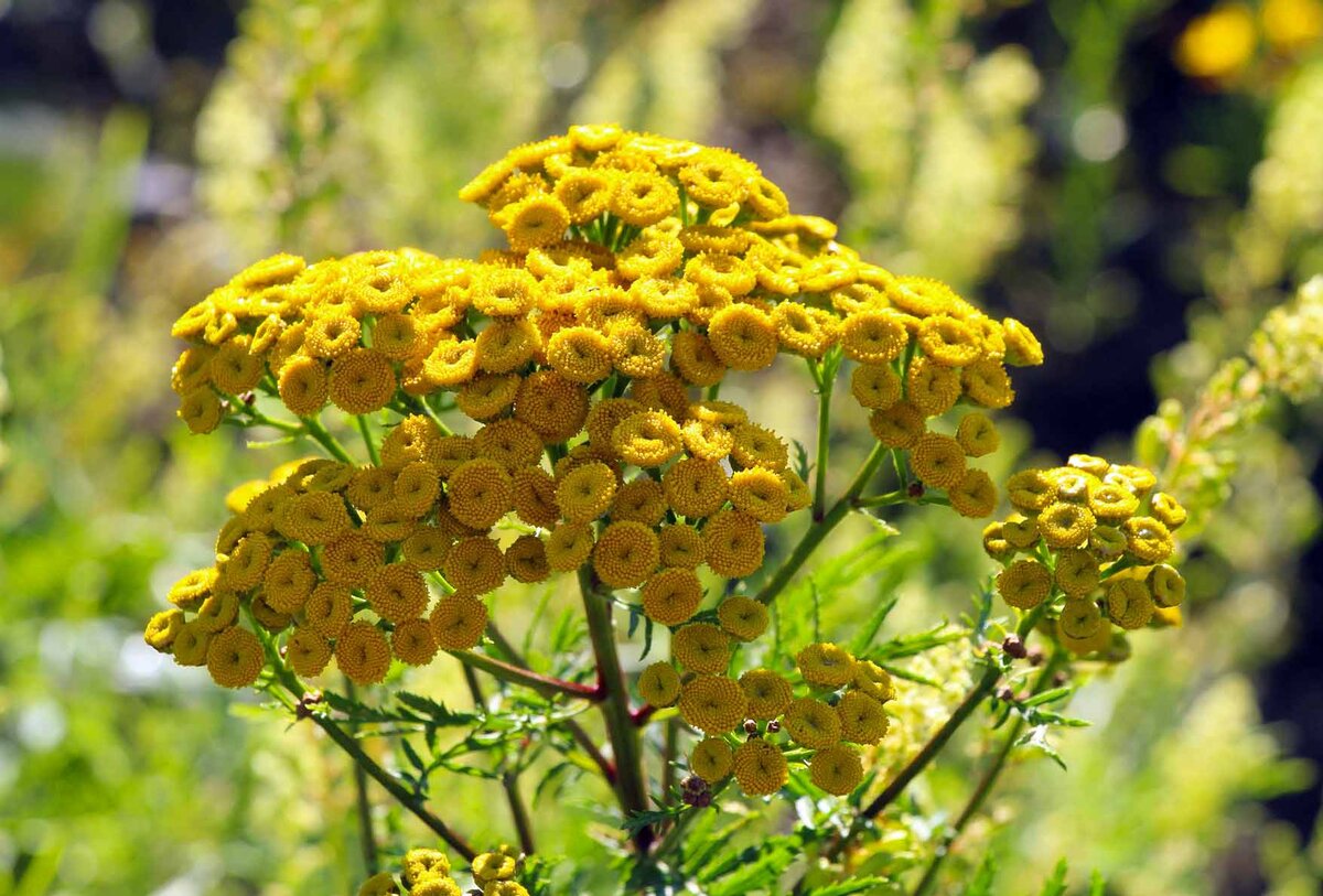 Пижма тройчатка гвоздика. Пижма обыкновенная (Tanacetum vulgare). Пижма тысячелистная. Пижма Мимоза. Пижма ярко-красная.