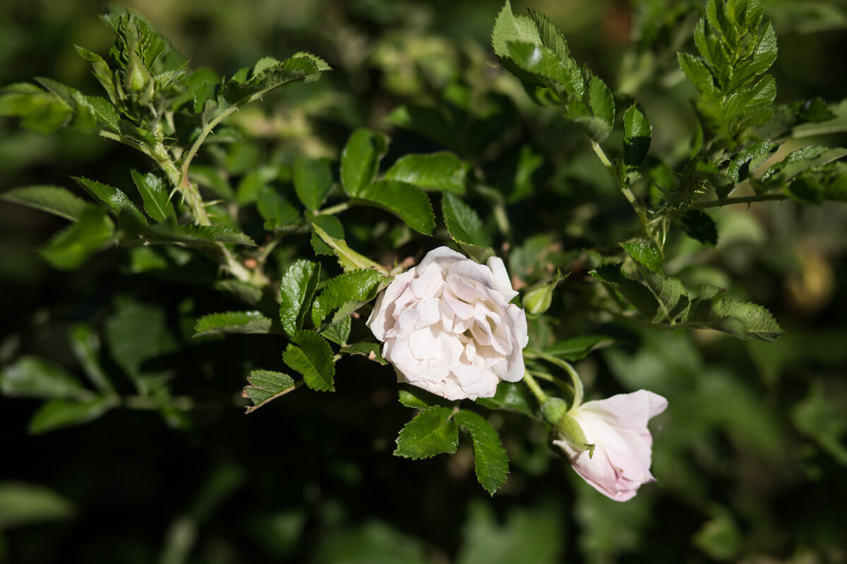 Александровский Сад, г. Санкт-Петербург. Розы. Автор фото: Надежда Панова, http://nadia-photo.com