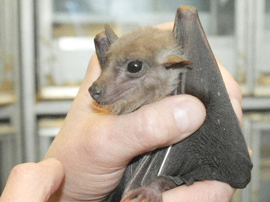   Елена Минашкина