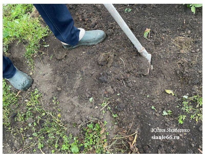 ⦁	Рыхлю почву плоскорезом Фокина или культиватором Стриж. Я давно уже ничего не перекапываю, лопату в руки не беру! 
