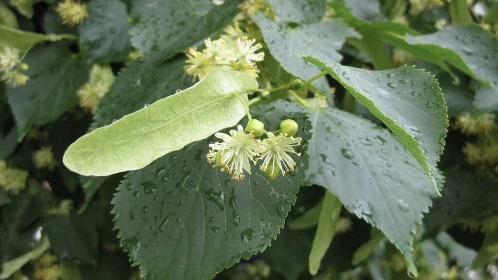 Липа Максимовича