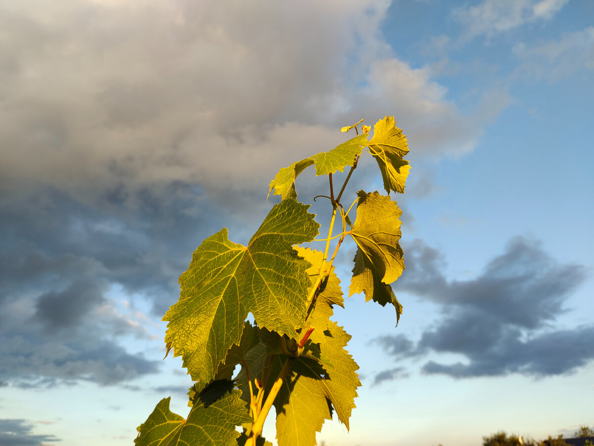 Осеннее, сентябрьское небо над виноградником  