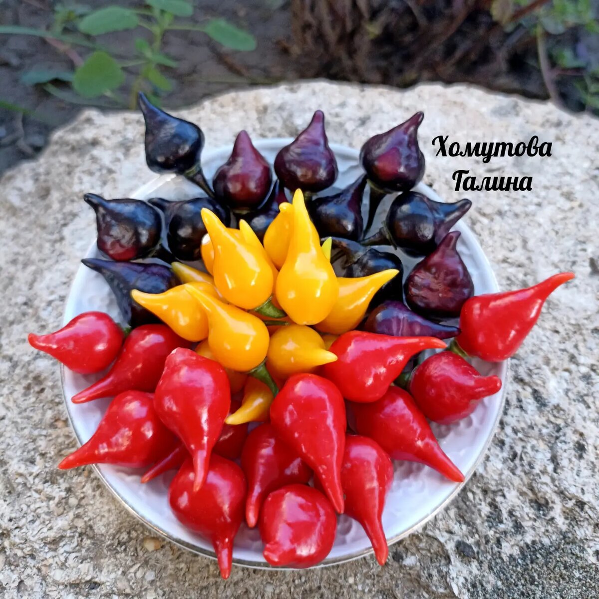 Biquinho - желтый , красный , черный.