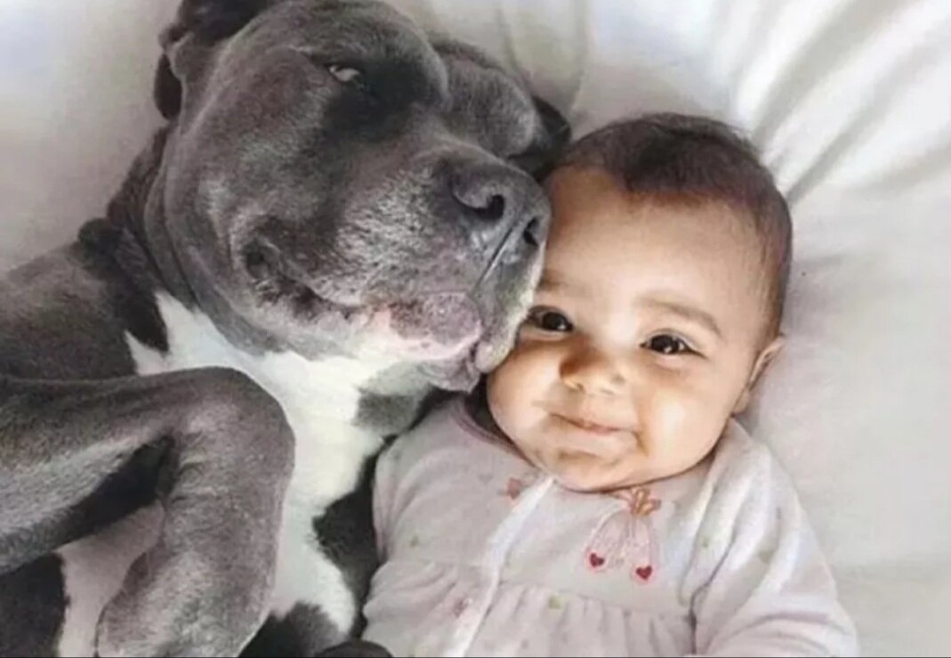 Несмотря на мифы об опасности стаффов, они являются лучшими няньками для детей. Эта собака никогда не обидит малыша, будет защищать его, поддержит в любых играх. С малышами они нежны и осторожны, терпят их шалости. 