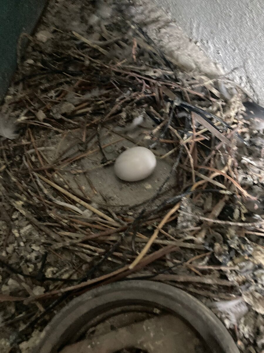 голубиное яйцо