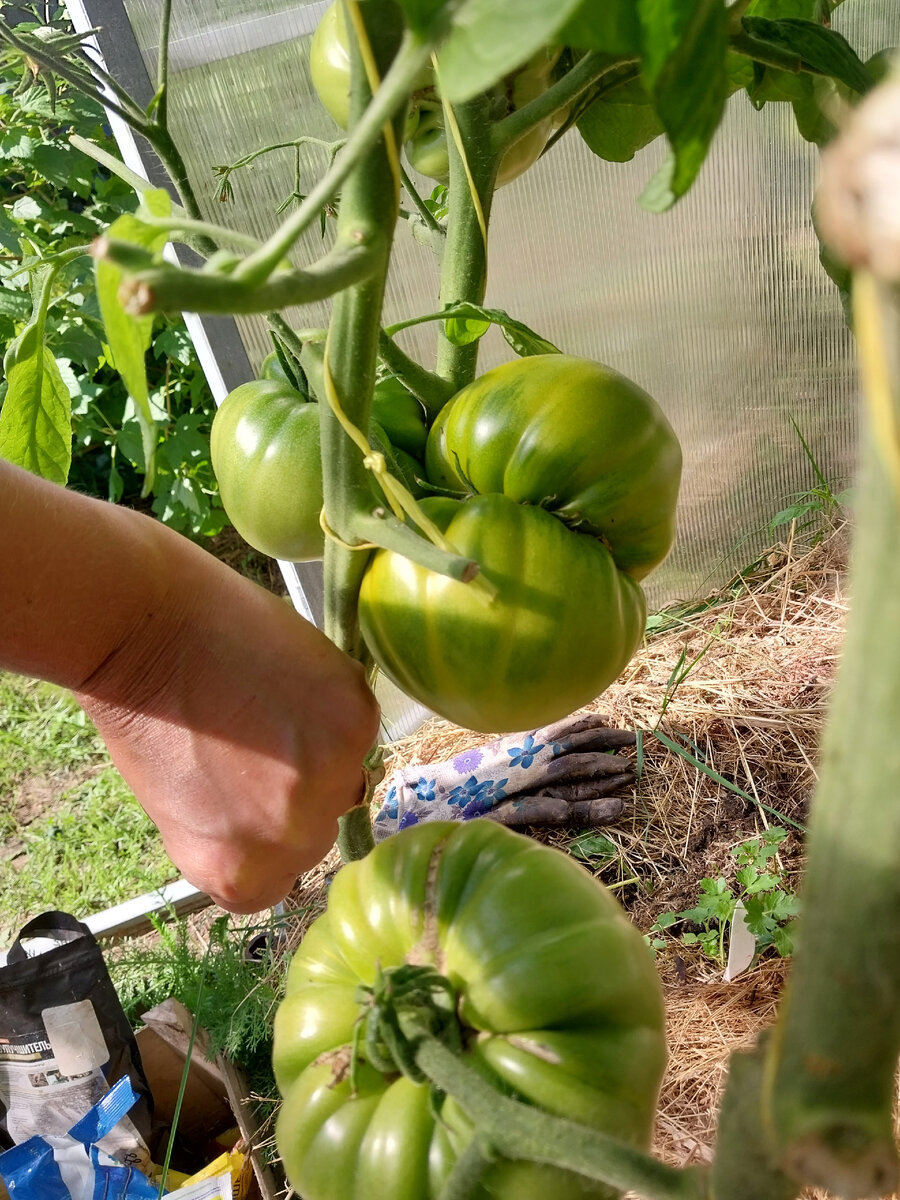 "Зелёная тайна личинки " в теплице. Плоды крупные. 