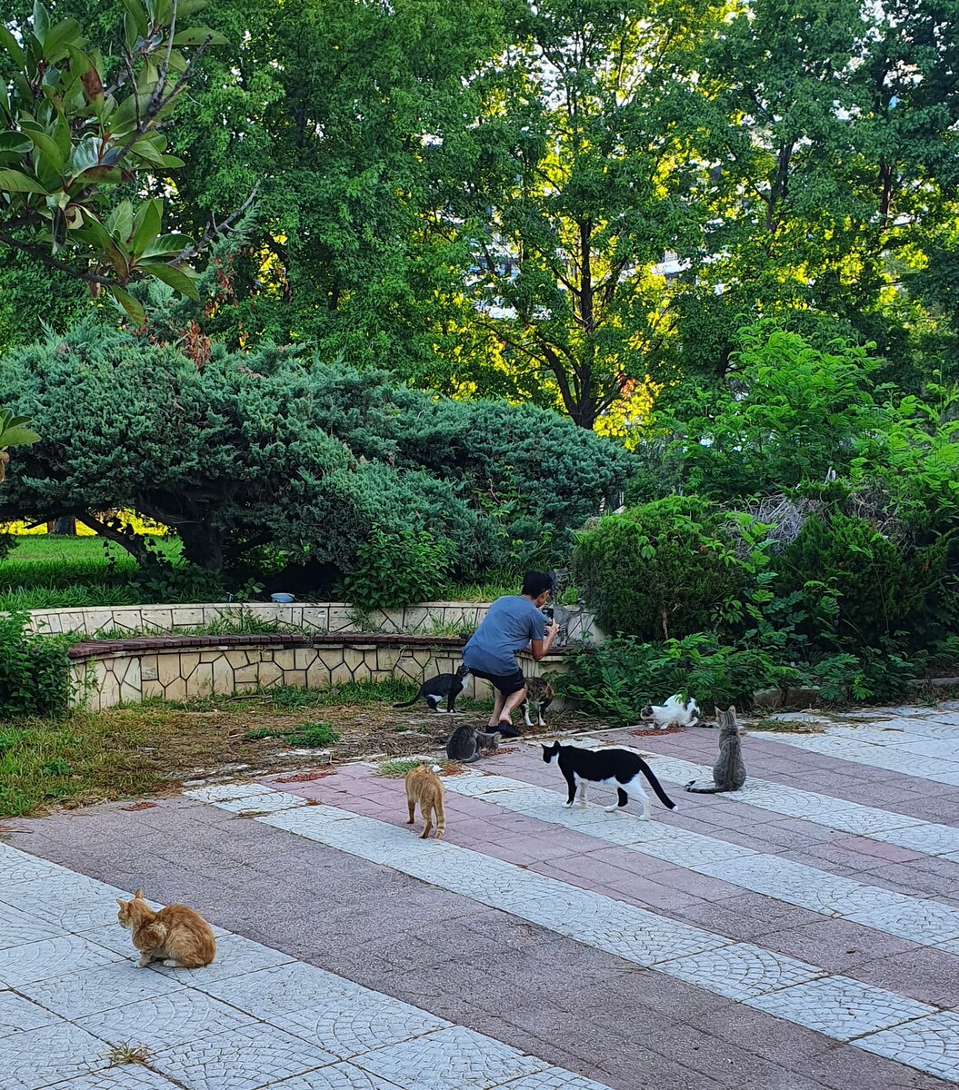 котов на квадратный метр