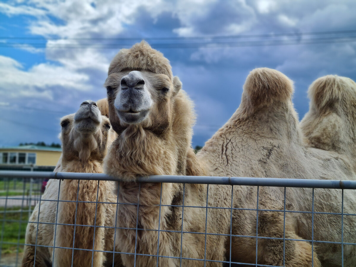 Двугорбые верблюды