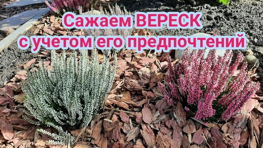 ВЕРЕСК. Сажаем, учитывая предпочтения кустарника