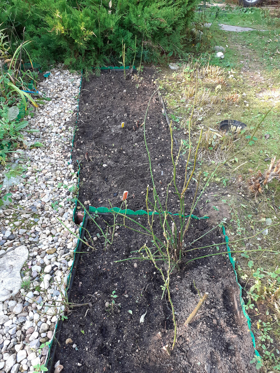  Tea Clipper и Ash Wednesday