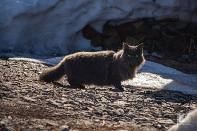   Кошка Анна Рыжкова © ИА REGNUM