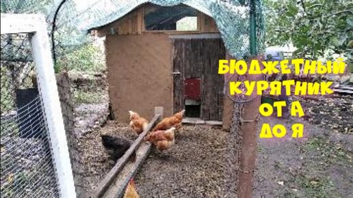 Как построить курятник своими руками: для зимы и лета