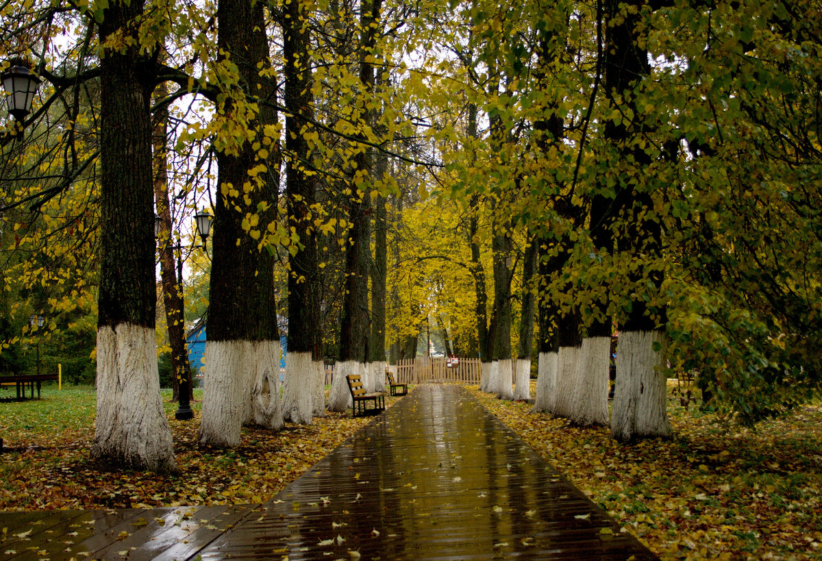 Вековая аллея, ведущая к дворянской .усадьбе.Фото Мирра Ви
