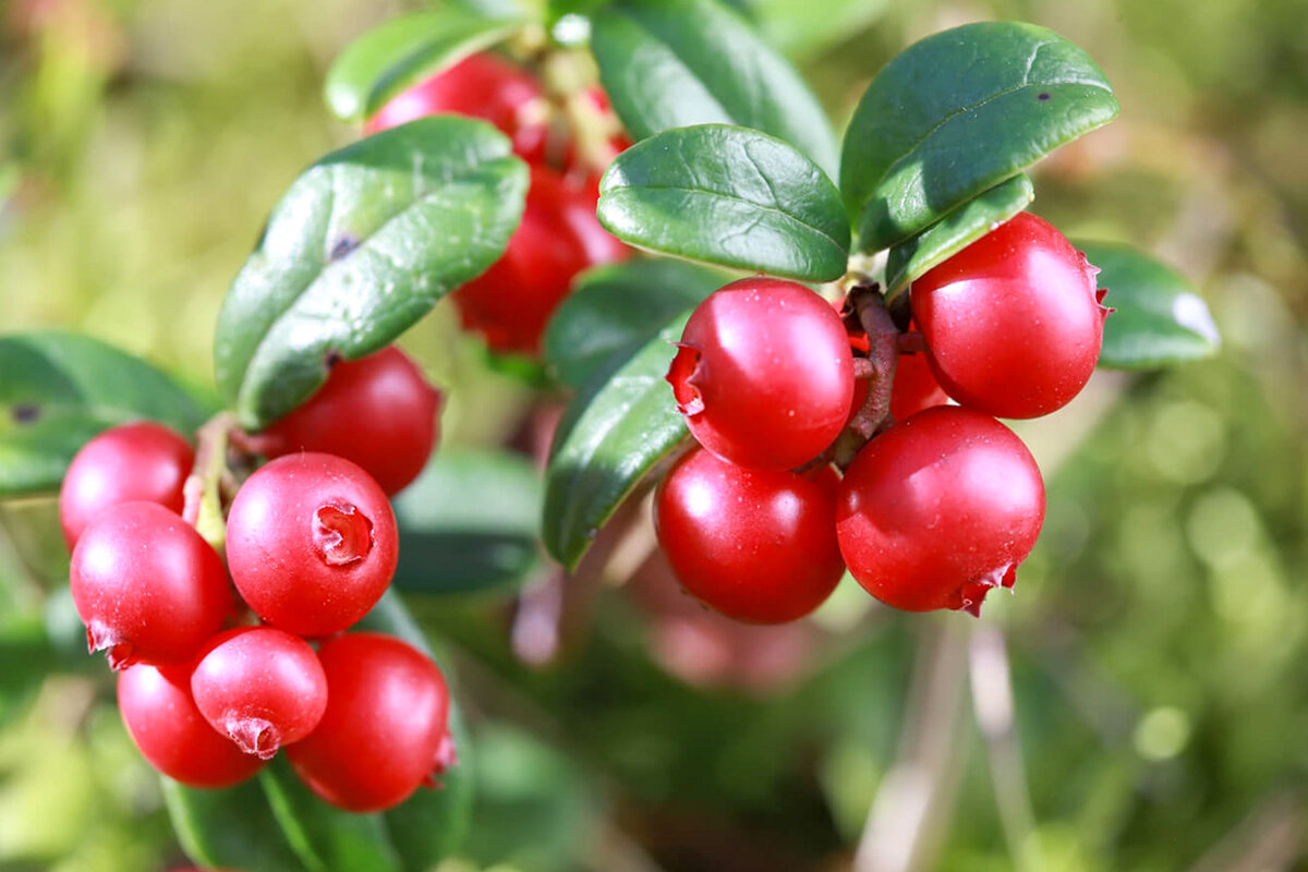 Брусника 'Red Pearl'