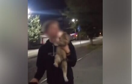    Анжелика Линькова прокомментировала видео с издевательством над кошкой в Кувандыке Андрей Севостьянов