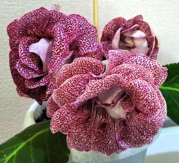 Глоксинии (см галерею)