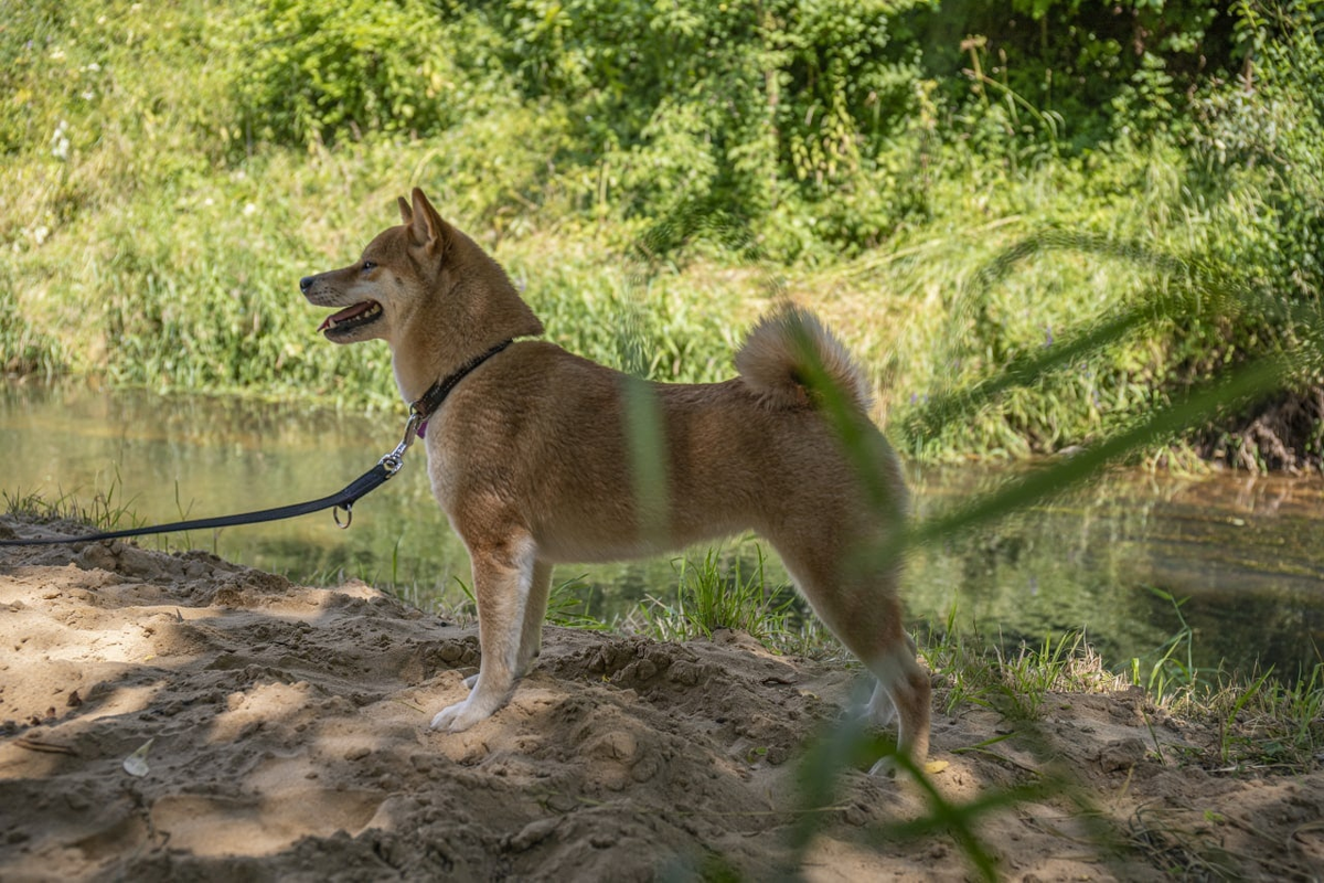 Сиба-Ину Legenda Arden Ohara Shindzhu 