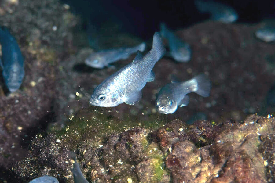 Фото: Wikimedia Commons