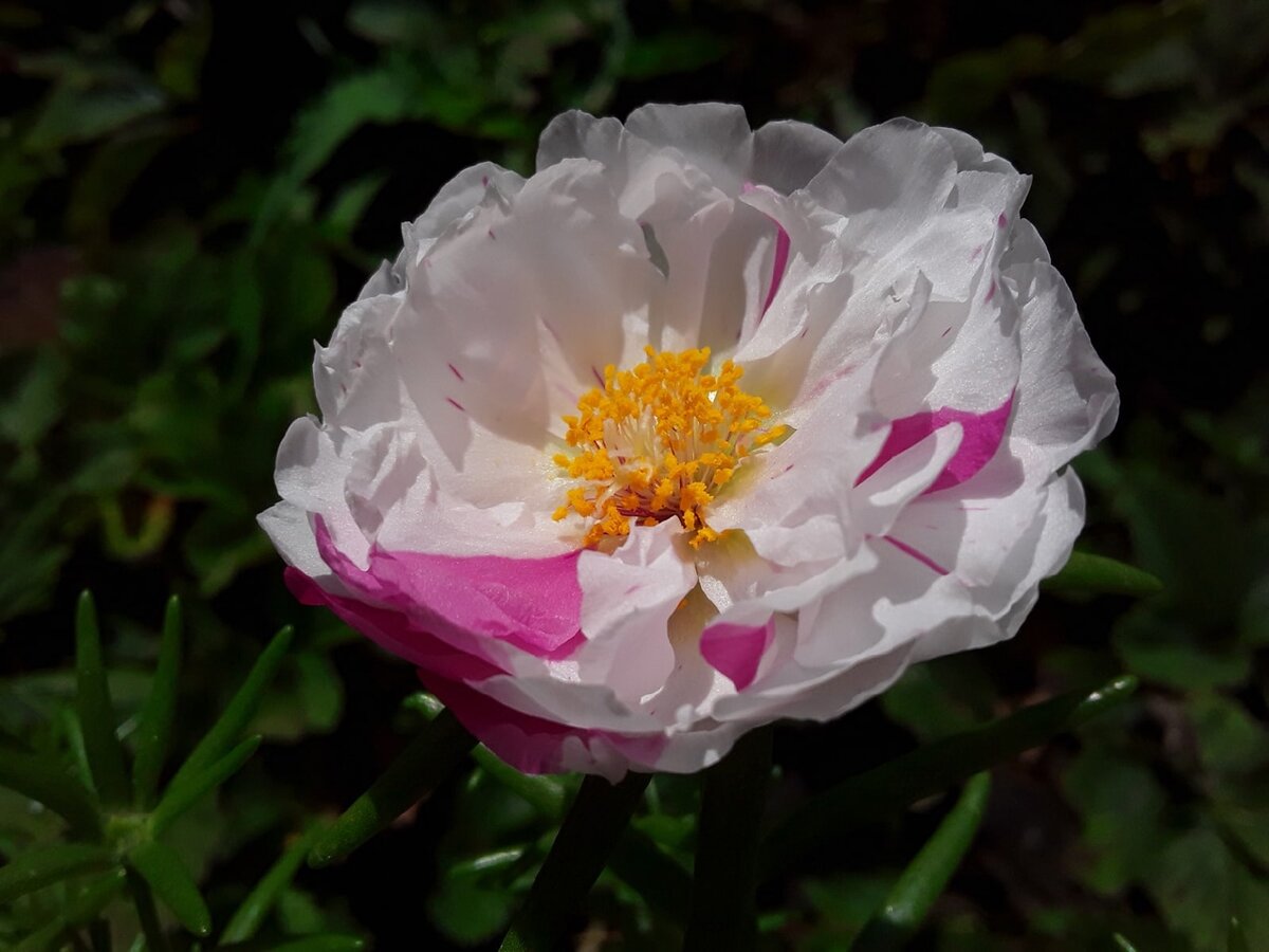 Отныне портулак всегда будет в моем списке неприхотливых однолетников