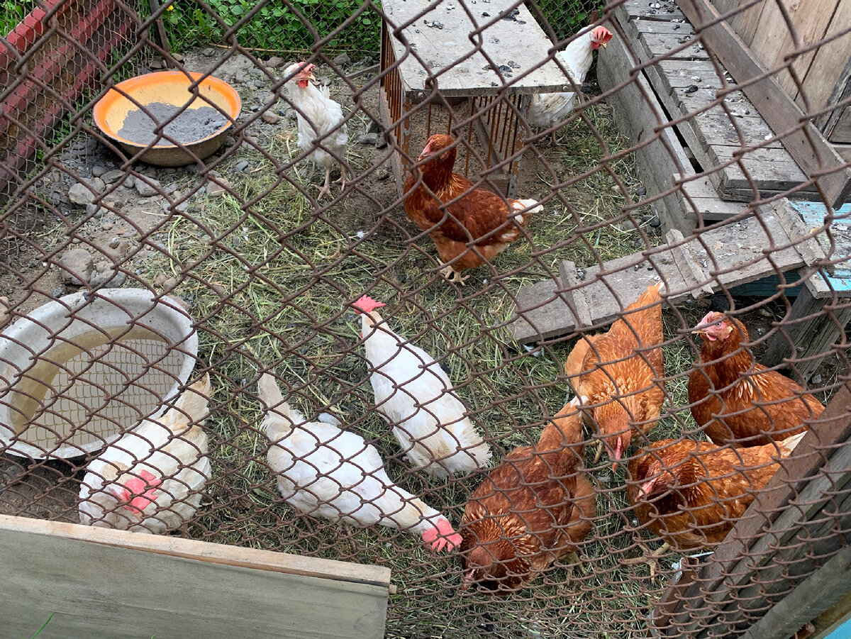 Вот они наши красотки)