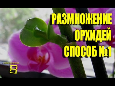 Как размножить орхидею в домашних условиях: советы для любителей роскошной тропической красавицы