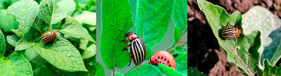 Колорадский жук на листьях картофеля, томата, баклажана