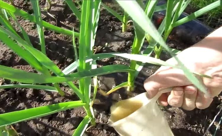 Корректная подкормка чеснока летом очень важна