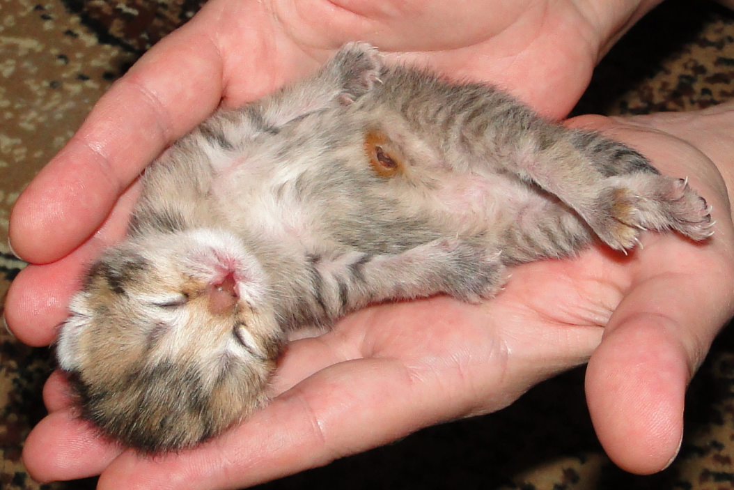 Новорожденный котенок | Фото автора