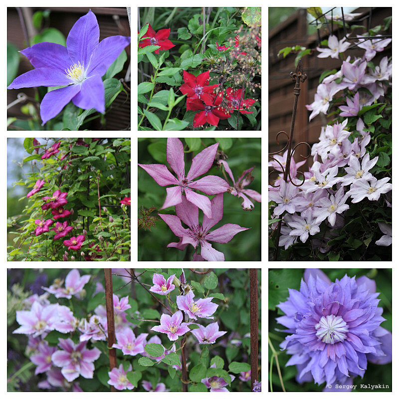 Клематисы