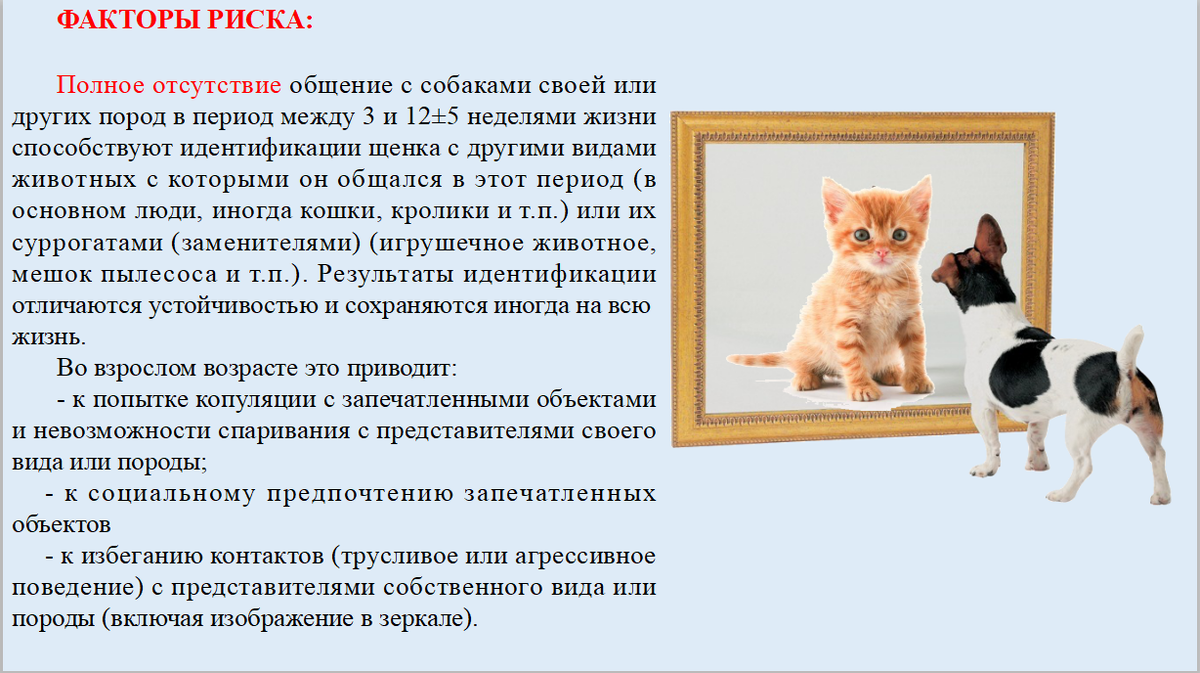 С карантина сразу к кинологу на корректировку поведения. 