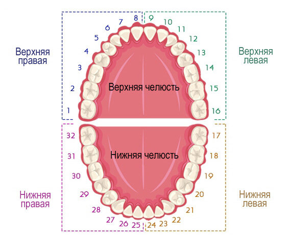 Схема и принцип нумерации зубов по системе Виола