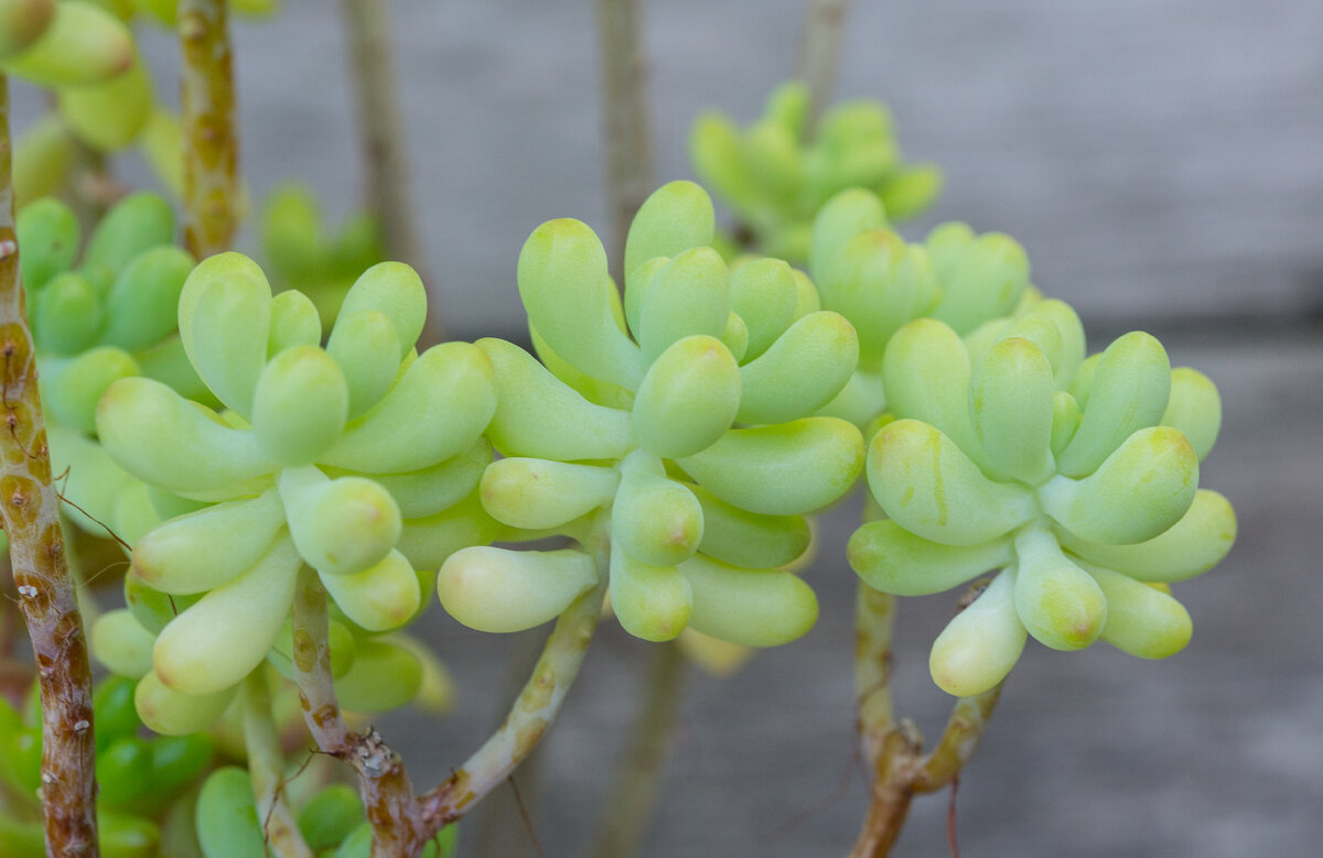 1. Sedum pachyphyllum, листики до 2 см, с налетом, может слегка розоветь при контрасте температур.