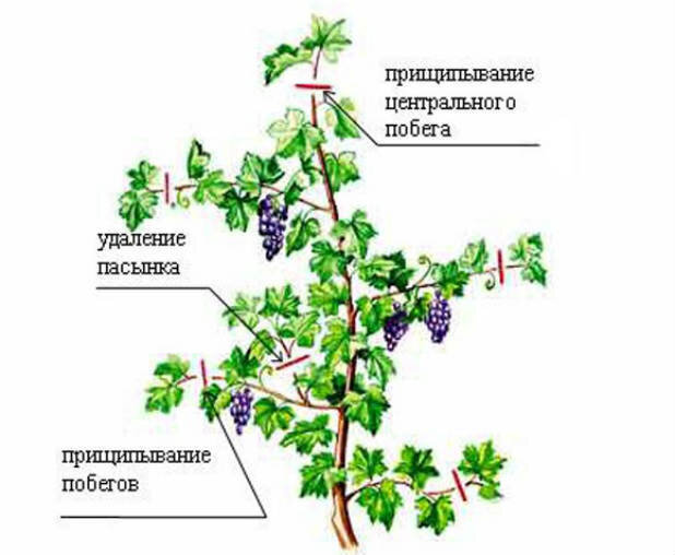 Прищипка побегов на винограде. Фото из открытого источника Viridarus.ru