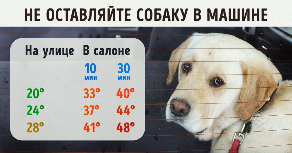 Чтобы собаке не было жарко. Не оставляйте собаку в машине. Не оставляйте собаку в машине в жару. Собака в машине жара.