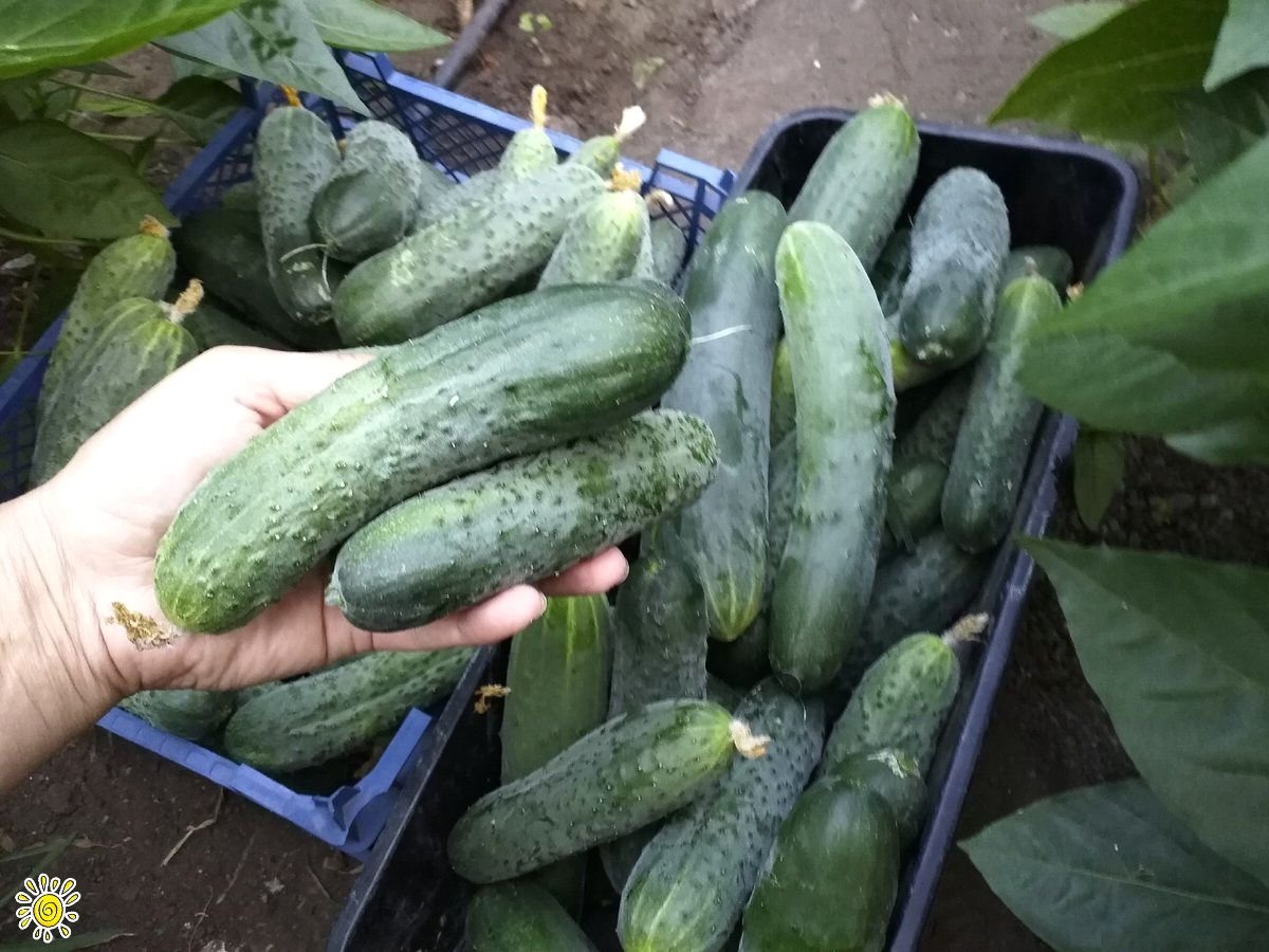 Мои огурчики