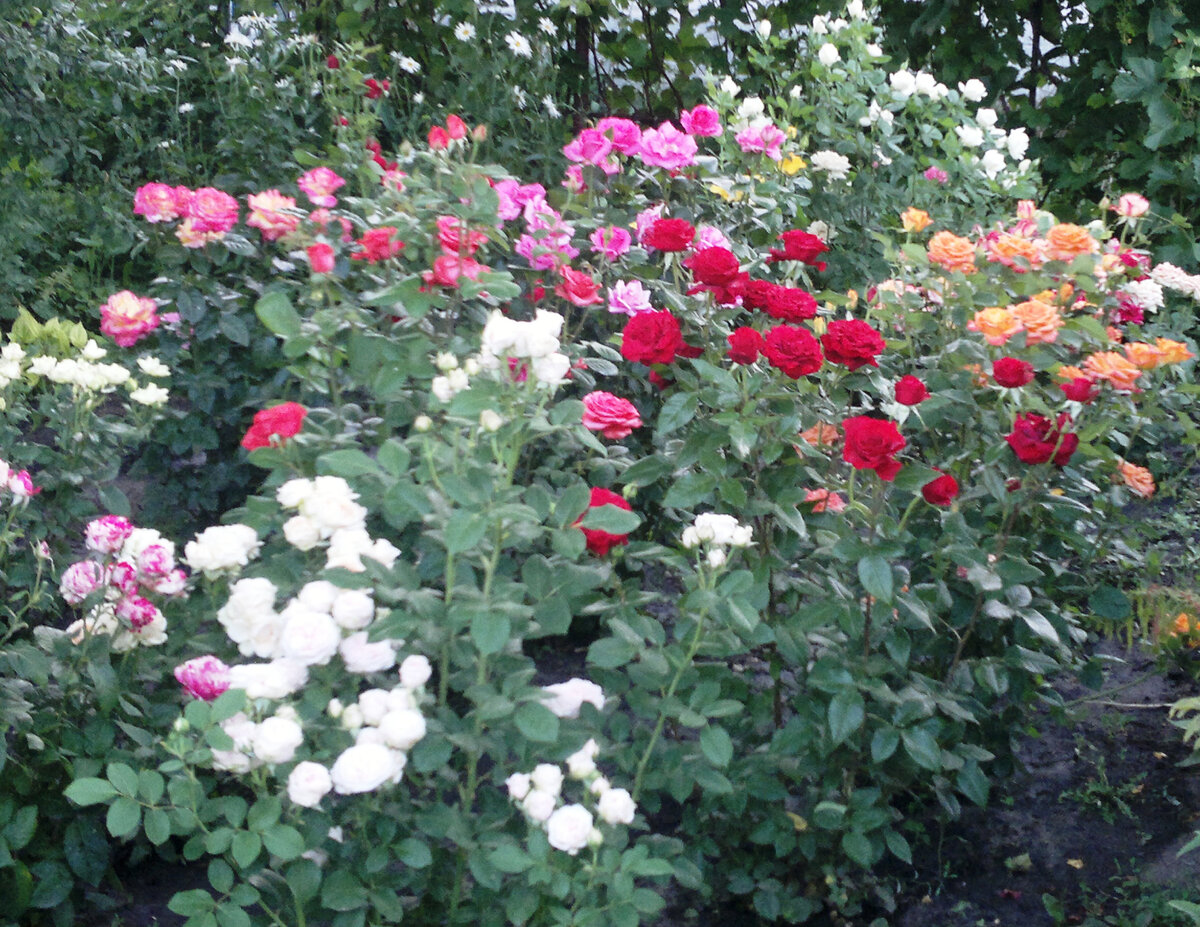 Первая волна цветения роз в моём розарии. Фото автора