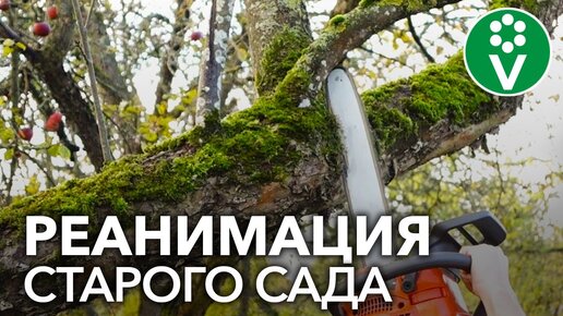 Обрезка старого сада. Как омолодить старые деревья?