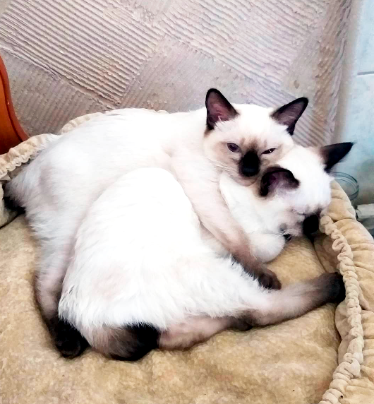 Добавьте описание